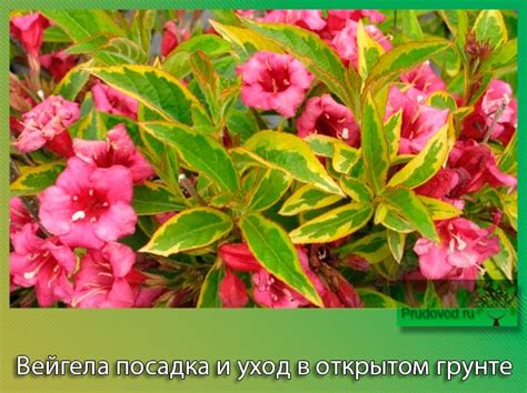 Вейгела посадка и уход в открытом грунте:секреты размножения