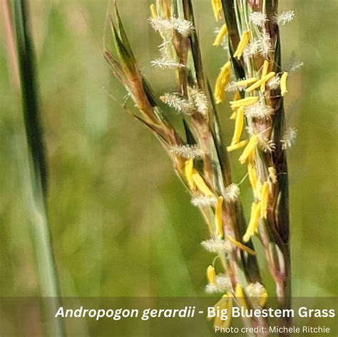 Boulder County Courses – Colorado Native Plant Master