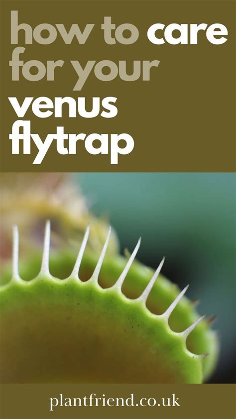 Venus Flytrap Care Guide