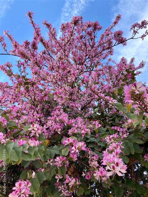 Pink Flowers Of The Hong Kong Orchid Tree Hong Kong Orchid Bauhinia