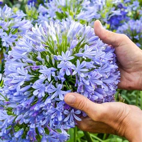 Агапантус Блю артикул фото 1 | Agapanthe, Boule de fleurs, Fleurs bleues