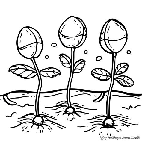 Seed Germination Coloring Page Sketch Coloring Page