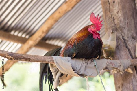 sleeping rooster Stock Photo | Adobe Stock