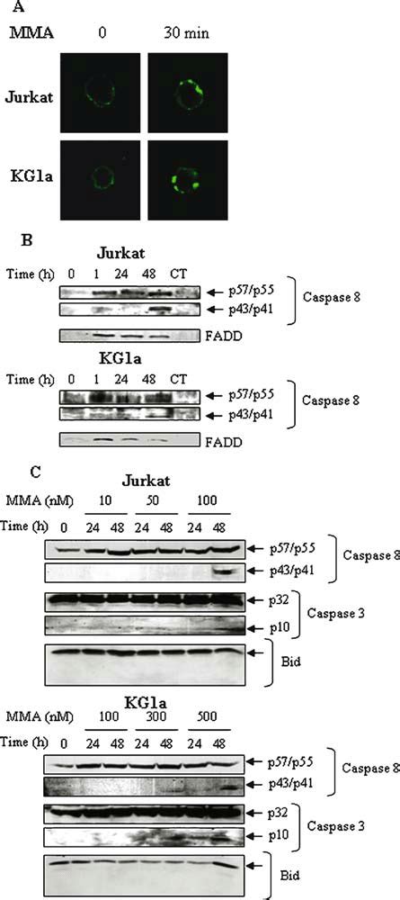 Mma Induces Fas Apoptotic Pathway A Confocal Analysis Jurkat And