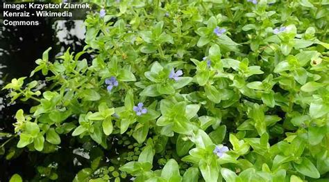 32 Ground Cover Plants in Florida (With Pictures) - Identification Guide
