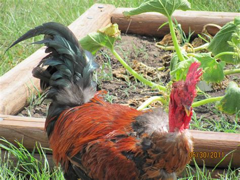 Winston Naked Neck Rooster BackYard Chickens Learn How To Raise Chickens