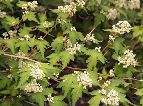 Стефанандра Танаки (70 фото) - фото - картинки и рисунки: скачать бесплатно