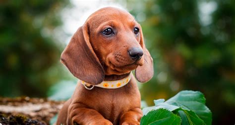 Descubre 8 características del perro salchicha Fanáticos de las mascotas