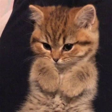 Hot Cmnm Video Tumbex