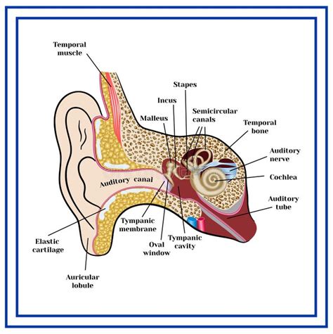 Human Ear Drum Stock Illustrations – 284 Human Ear Drum Stock ...