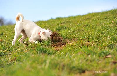 dog dog eat dirt   gross