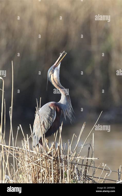 Standing Purple Heron Stock Photo Alamy