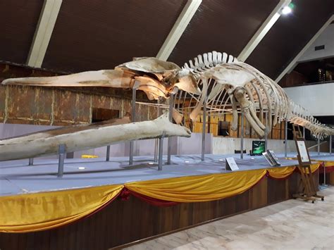 BIGGEST BRYDES WHALE SKELETON Di Bandar Kota Kinabalu