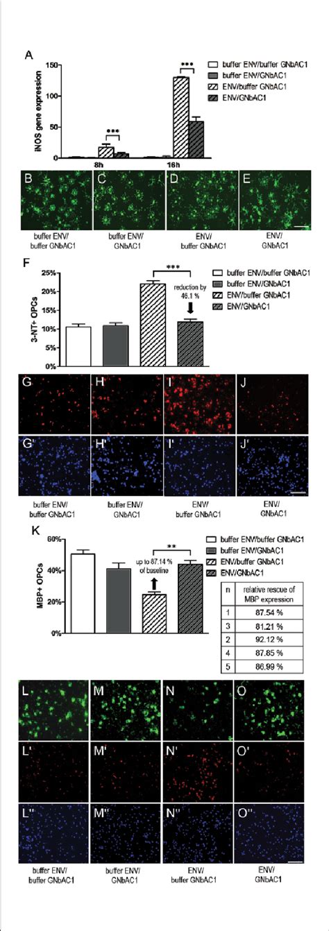 A Application Of Recombinant Env Induces Inos Gene Expression As