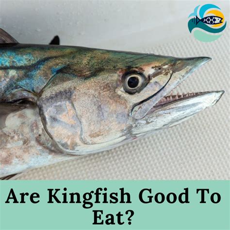 Are Kingfish Good To Eat Health Benefits Of Kingfish