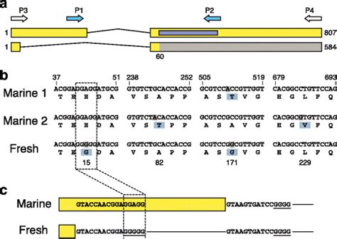 Structure and alternative splicing of stickleback MSX2A. a Transcript ... 