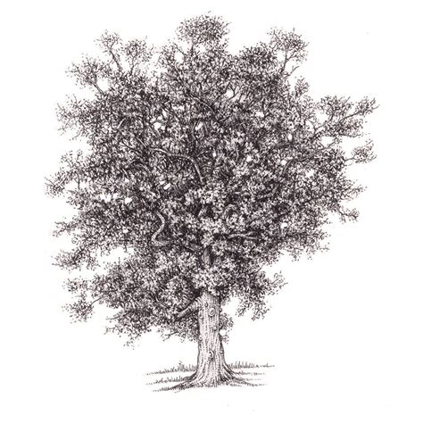 sessile oak tree quercus petraea lizzie harper