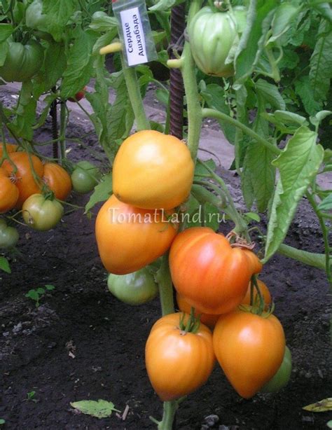 Томат Сердце Ашхабада: описание сорта, ОТЗЫВЫ (21), фото