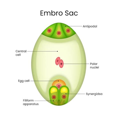 anatomy   embryo sac premium vector