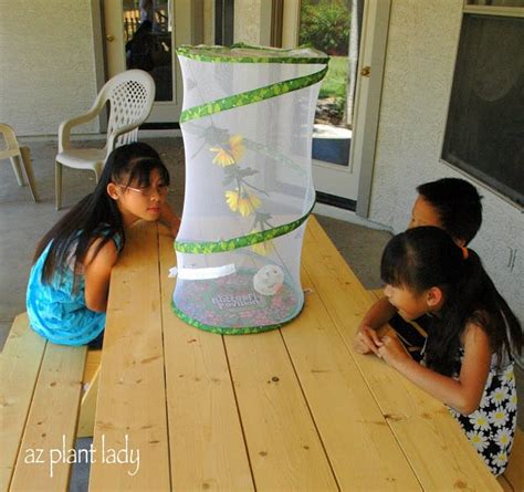 Raising Caterpillars Beauty Emerges