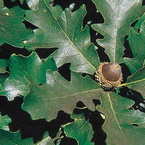 Quercus Lyrata Overcup Oak Tidewater Trees