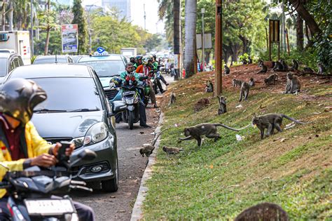 monyet  suaka margasatwa muara angke keluar  habitat