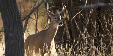 When Is Deer Season In California Pat Layney