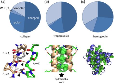 The unique amino acid composition profiles of fibrous and globular ...