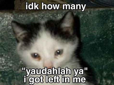 10 Meme Kucing Nangis tetapi Imut, Siap Wakili Kesedihanmu