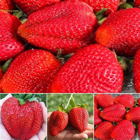 Крупная клубника (много фото) - treepics.ru