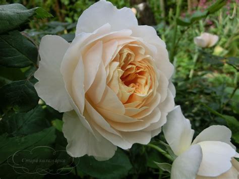 Розы 2017 - Старá каламáрка