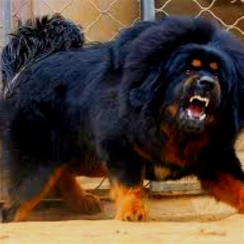 images  tibetan mastiff dogs  pinterest puppys tibetan mastiff dog   lion