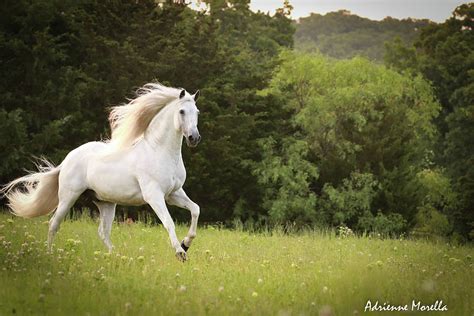 Galloping Stallion Photograph By Adrienne Morella Fine Art America