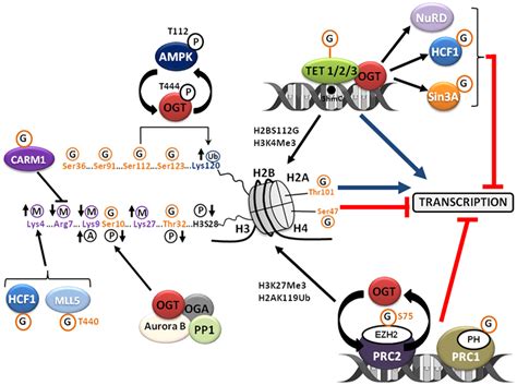 Frontiers O Glcnacylation An Epigenetic Mark Focus On The Histone