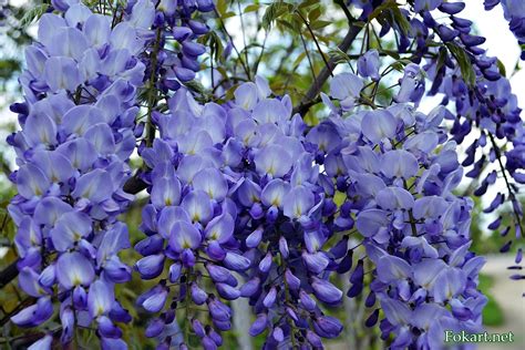 Глициния — Fokart.net