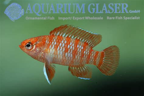 Dario dario - Aquarium Glaser GmbH