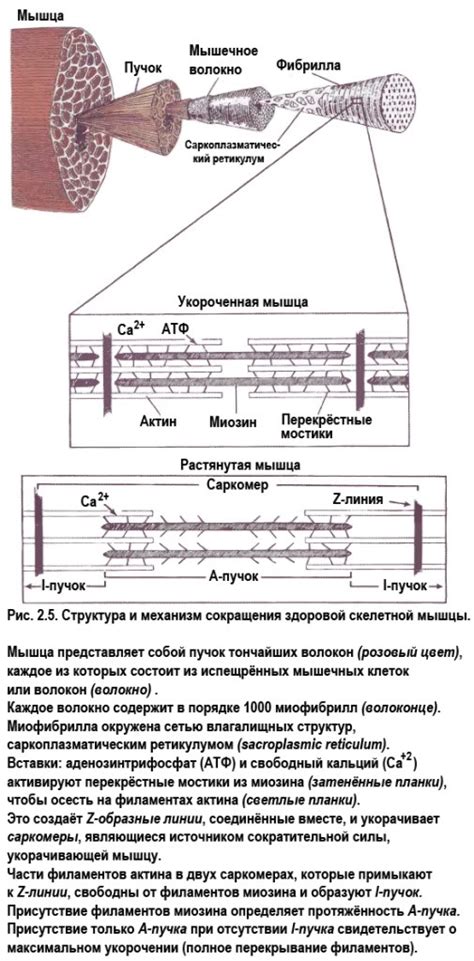 Скачать Тревел Миофасциальные Боли - andromalace