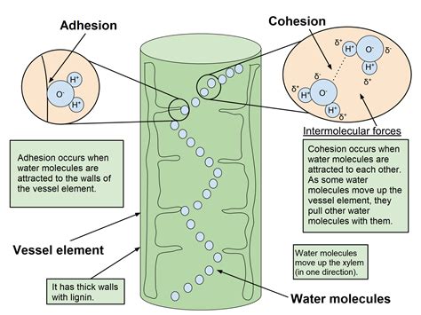 4.5.1.3: Cohesion-Tension Theory - Biology LibreTexts