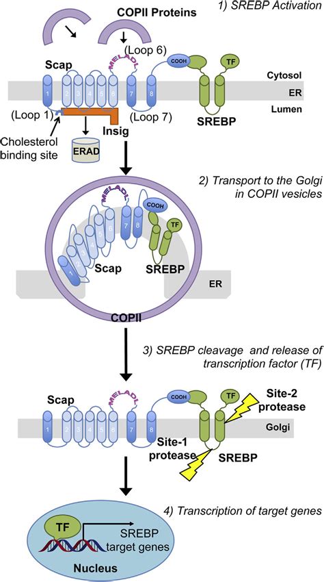 The Srebp Pathway In A Sterol Depleted State When Cellular Sterol