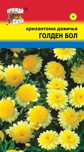 Хризантема Голден Бол девичья купить в Москве в интернет-магазине ...