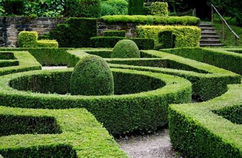 Самшит: описание, виды, размножение, в ландшафтном дизайне