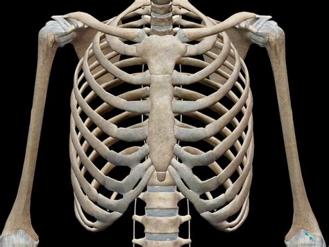 Rib Cage Anatomy 3d Skeletal System Bones Of The Thoracic Cage | Images ...