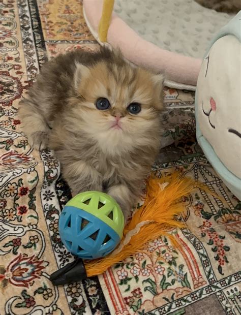 Available Kittens - Maison Miami Cattery | Miami Beach