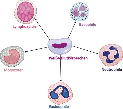 Leukozyten Wei E Blutk Rperchen Bedeutung Praktischarzt