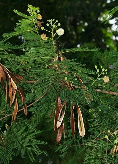 Philippine Medicinal Plants: Philippine Medicinal Plant: Ipil-ipil ...