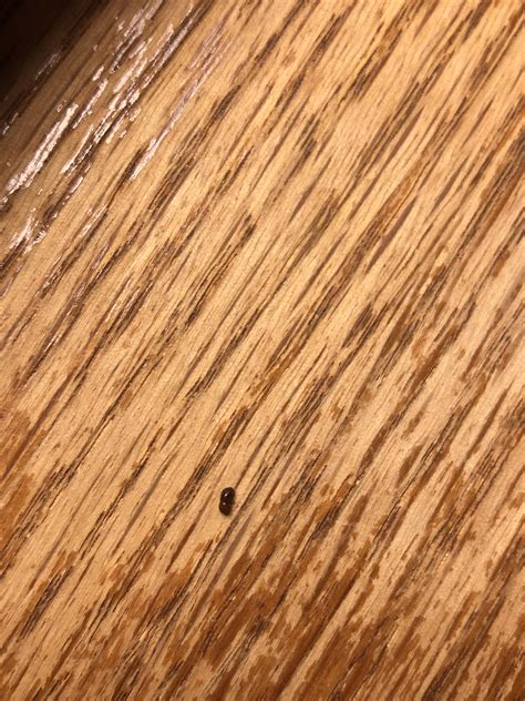 Bit In The Ass During Sex Pls Halp Anyone Know What This Is Currently In The Western North