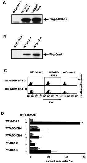 Expression Of A Dominant Negative Mutant Of FADD FADDFig 1