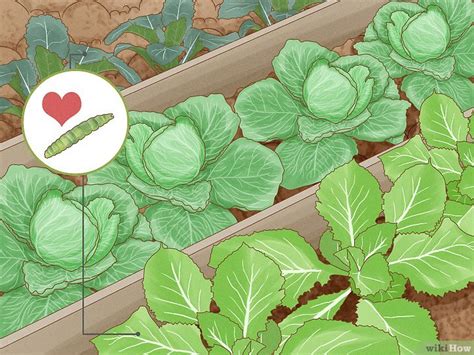 how to get rid of cabbage worms