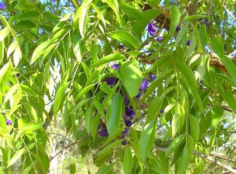 Bolusanthus Speciosus Tree Wisteria Plantinfo