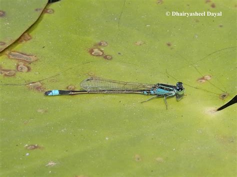 Ischnura Senegalensis Rambur 1842 By Dhairyasheel Dayal On 4